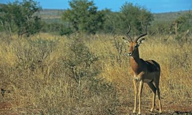 Lodges in Phalaborwa