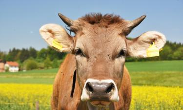 Hoteluri care acceptă animale de companie în Signau