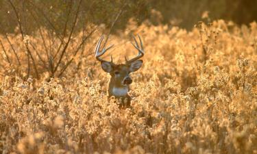 Hotels que accepten animals a Shelbyville