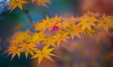 Hoteles en Dazaifu