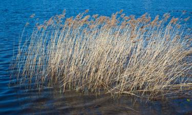 Lejligheder i Seehausen am Staffelsee