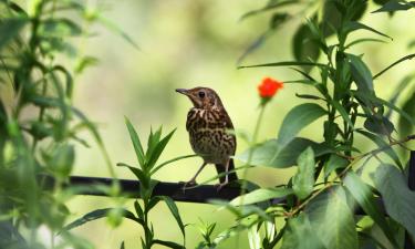 Ferieboliger i Sint-Margriete