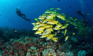 Hótel með sundlaugar í Dhaalu Atoll