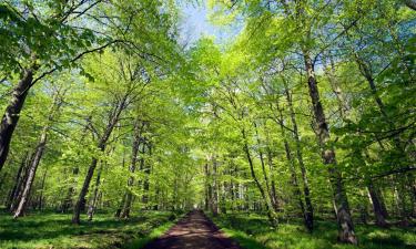 Huoneistot kohteessa Groschlattengrün