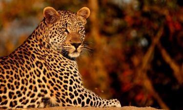 Hotels in Timbavati Game Reserve