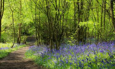 Holiday Homes in Lingwood