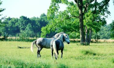 Alquileres vacacionales en La Chapelle-Montligeon