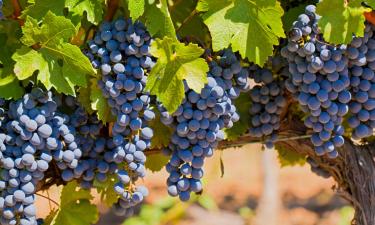 Hotéis em Puligny-Montrachet