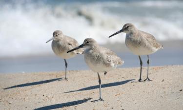 Hoteles en Atlantic Beach