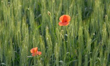 Hotels amb aparcament a Vignola