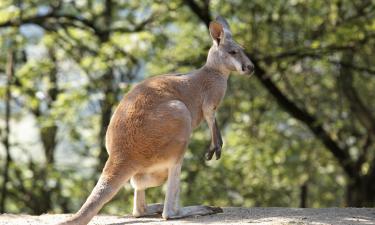 Hotellid sihtkohas Moorabbin