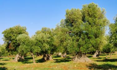 Holiday Homes in Lido Marini