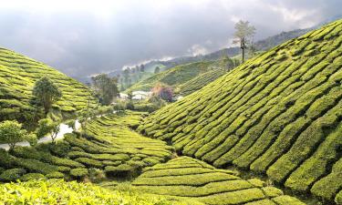 Hotel dengan Parking di Ringlet