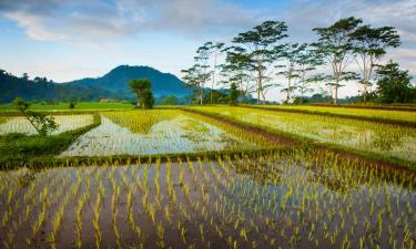 Rental Liburan di Menanga