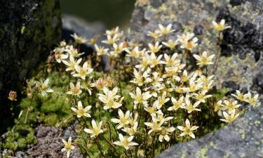 Suusakuurordid sihtkohas Aurach bei Kitzbühel