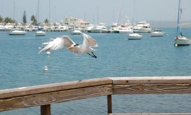 Holiday Rentals in Ponce