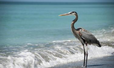 Feriehuse i Grayton Beach