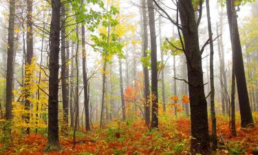 Bed & Breakfasts in Great Barrington