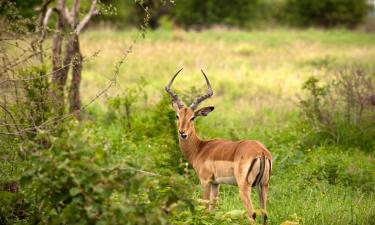 Hoteles en Manyeleti Game Reserve