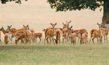 Hoteles baratos en Woburn