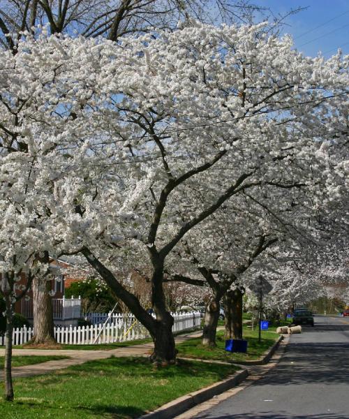 A beautiful view of Rockville