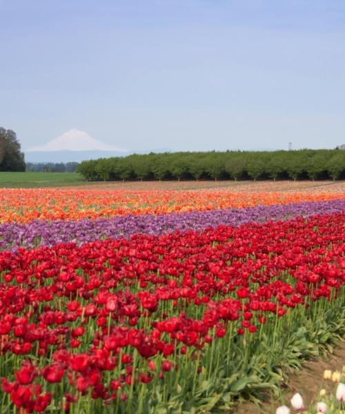 A beautiful view of Woodburn