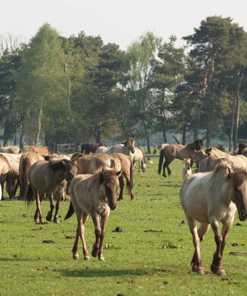 Krásny pohľad na mesto Dülmen
