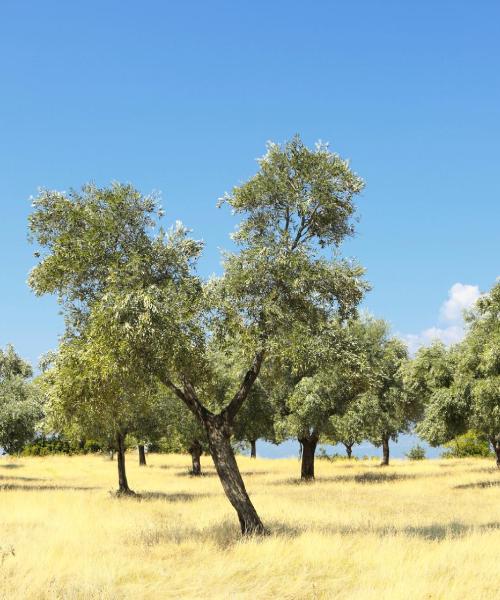 Ein schöner Blick auf Aydın