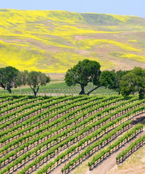 Ein schöner Blick auf Buellton