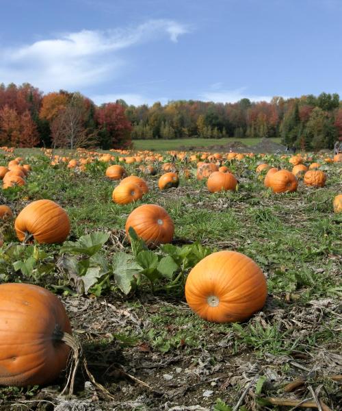 A beautiful view of Dawsonville