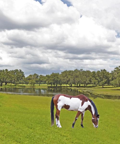 Magandang view ng Ocala