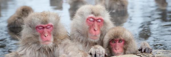 山ノ内町の人気ホテル10軒 5 423