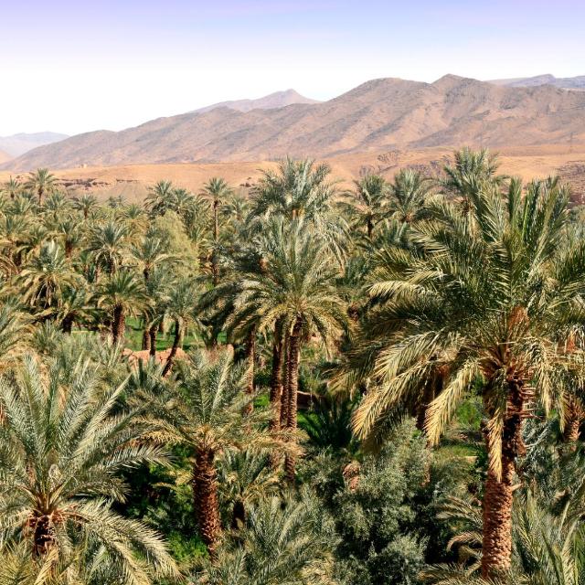 بريدة