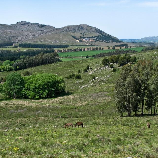 Merlo