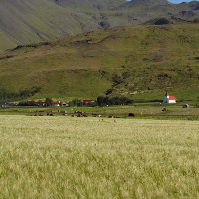 Ásólfsskáli