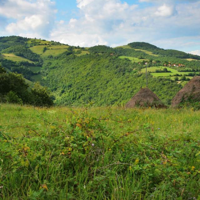 Jagodina