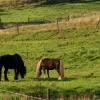 Hôtels pas chers à Friesdorf