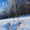 Hôtels acceptant les animaux domestiques à Ellicottville