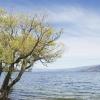 Cottages in Peachland