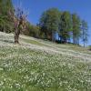 Vacation Rentals in Planina pod Golico