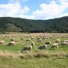 Te Kuiti