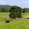 Cottages in Llanarmon Dyffryn-Ceiriog