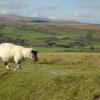 Hoteles que admiten mascotas en Moretonhampstead