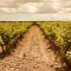 Hotéis em Vilafranca del Penedès