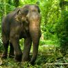 Thekkady