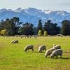 Parkimisega hotellid sihtkohas Mount Hutt