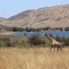 Lodges in Pilanesberg