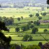 Cottages in Cuddington