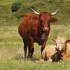 Ferienwohnungen in La Tour-dʼAuvergne