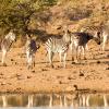 Lodges i Nambiti Game Reserve